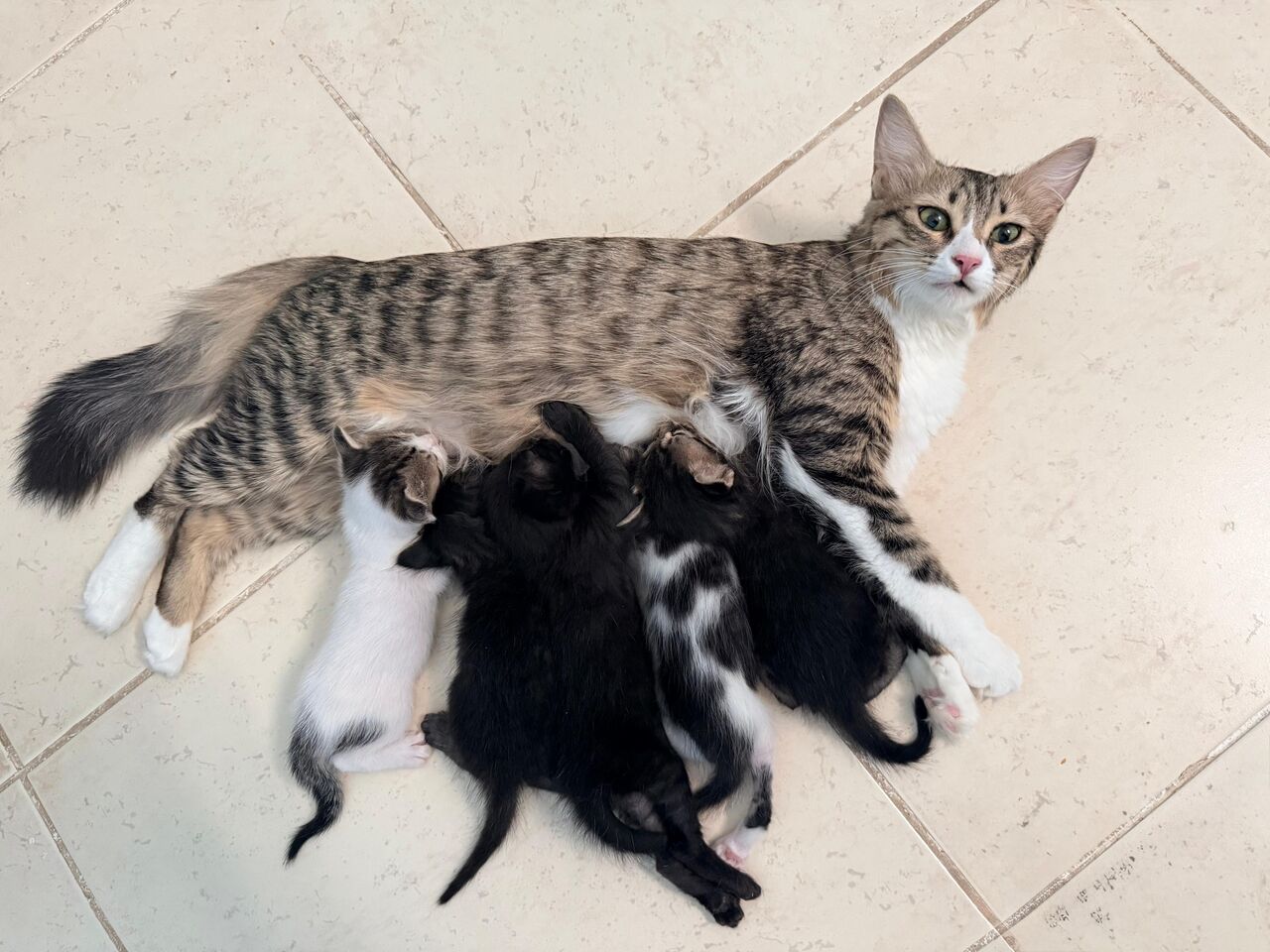 Riyadh, Pet Adoption, I Have 5 Kittens Cat For Adoption - All 5 Male Cute Kitten