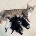 I Have 5 Kittens Cat For Adoption - All 5 Male Cute Kitten