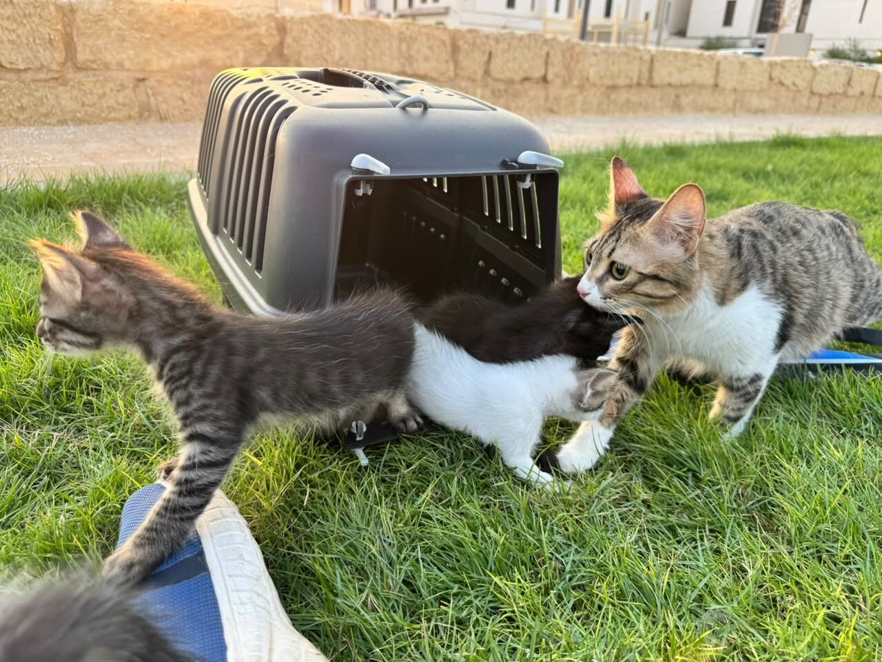 Riyadh, Pet Adoption, I Have 5 Kittens Cat For Adoption - All 5 Male Cute Kitten