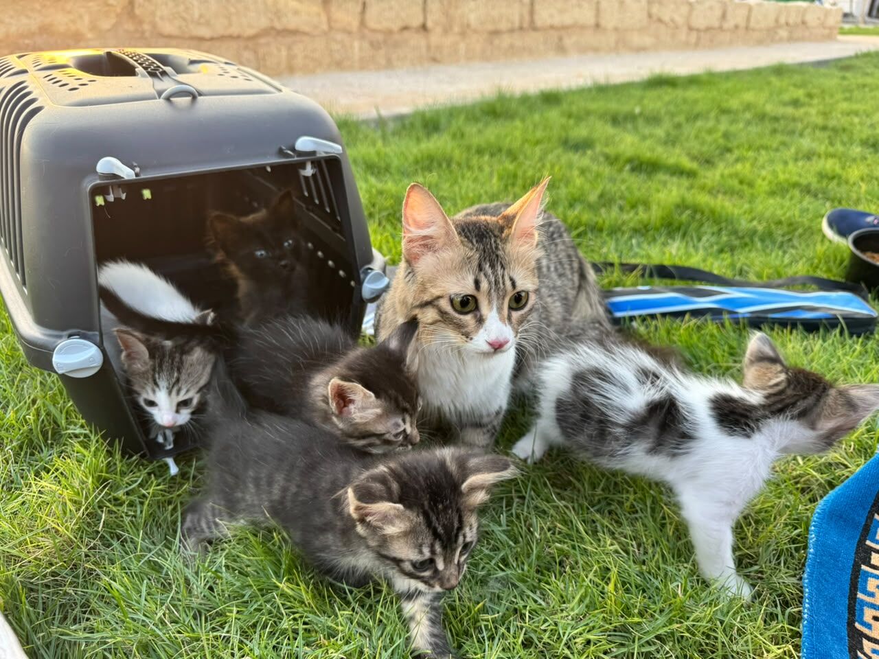 Riyadh, Pet Adoption, I Have 5 Kittens Cat For Adoption - All 5 Male Cute Kitten