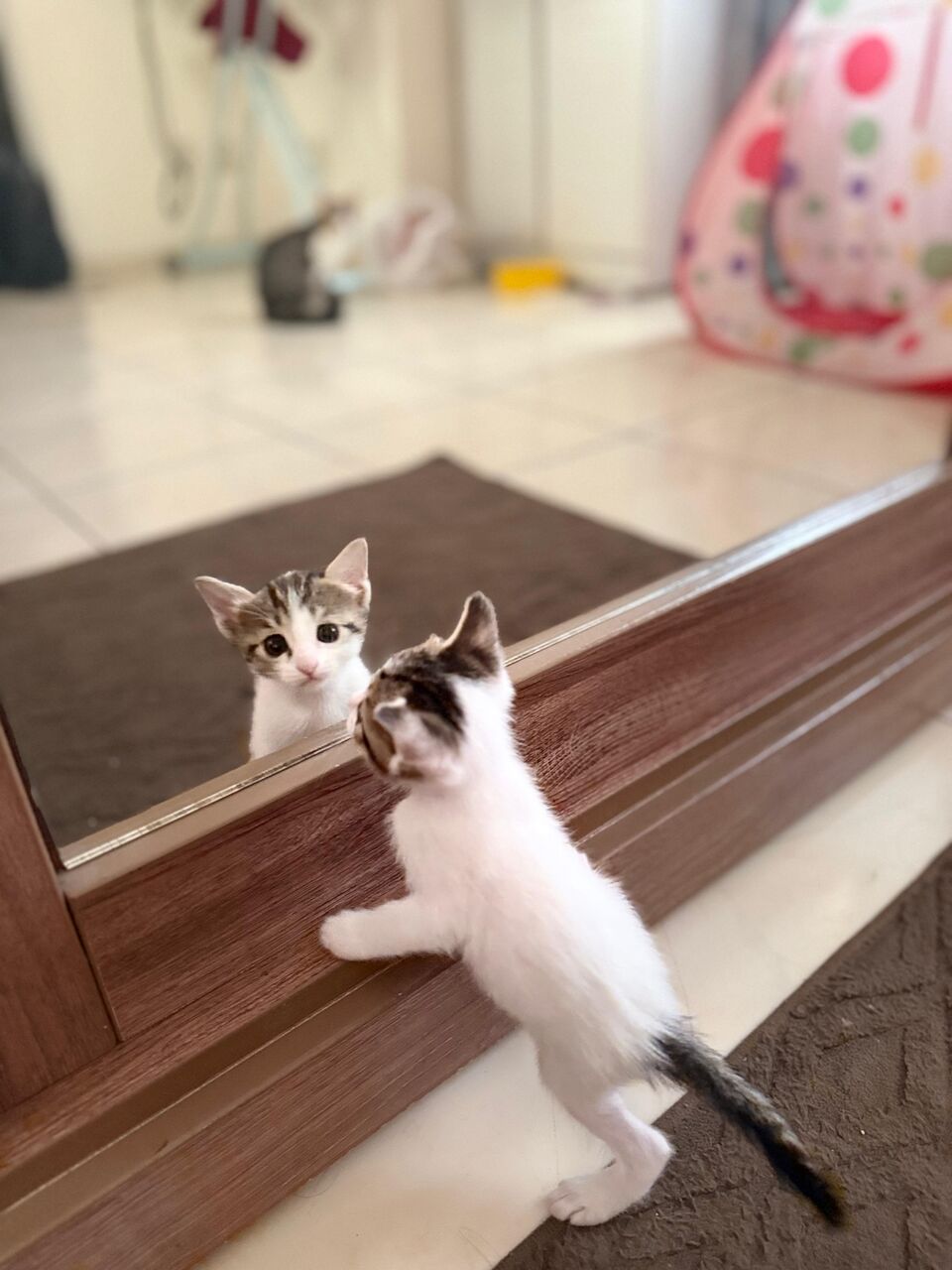 Riyadh, Pet Adoption, I Have 5 Kittens Cat For Adoption - All 5 Male Cute Kitten