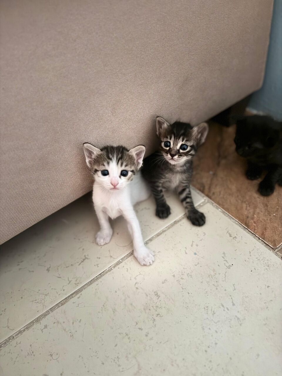 Riyadh, Pet Adoption, I Have 5 Kittens Cat For Adoption - All 5 Male Cute Kitten