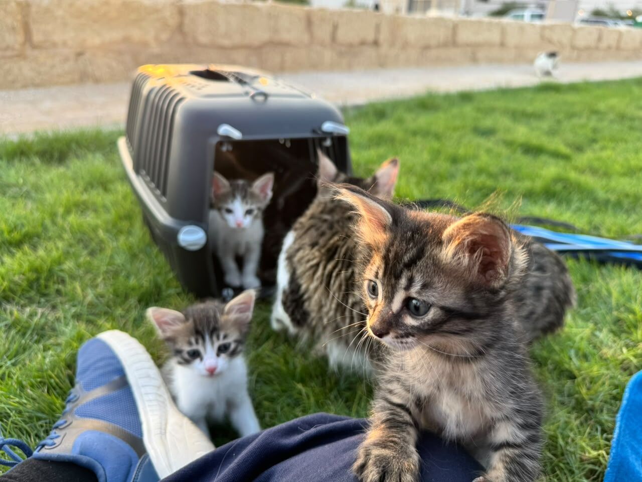 Riyadh, Pet Adoption, I Have 5 Kittens Cat For Adoption - All 5 Male Cute Kitten