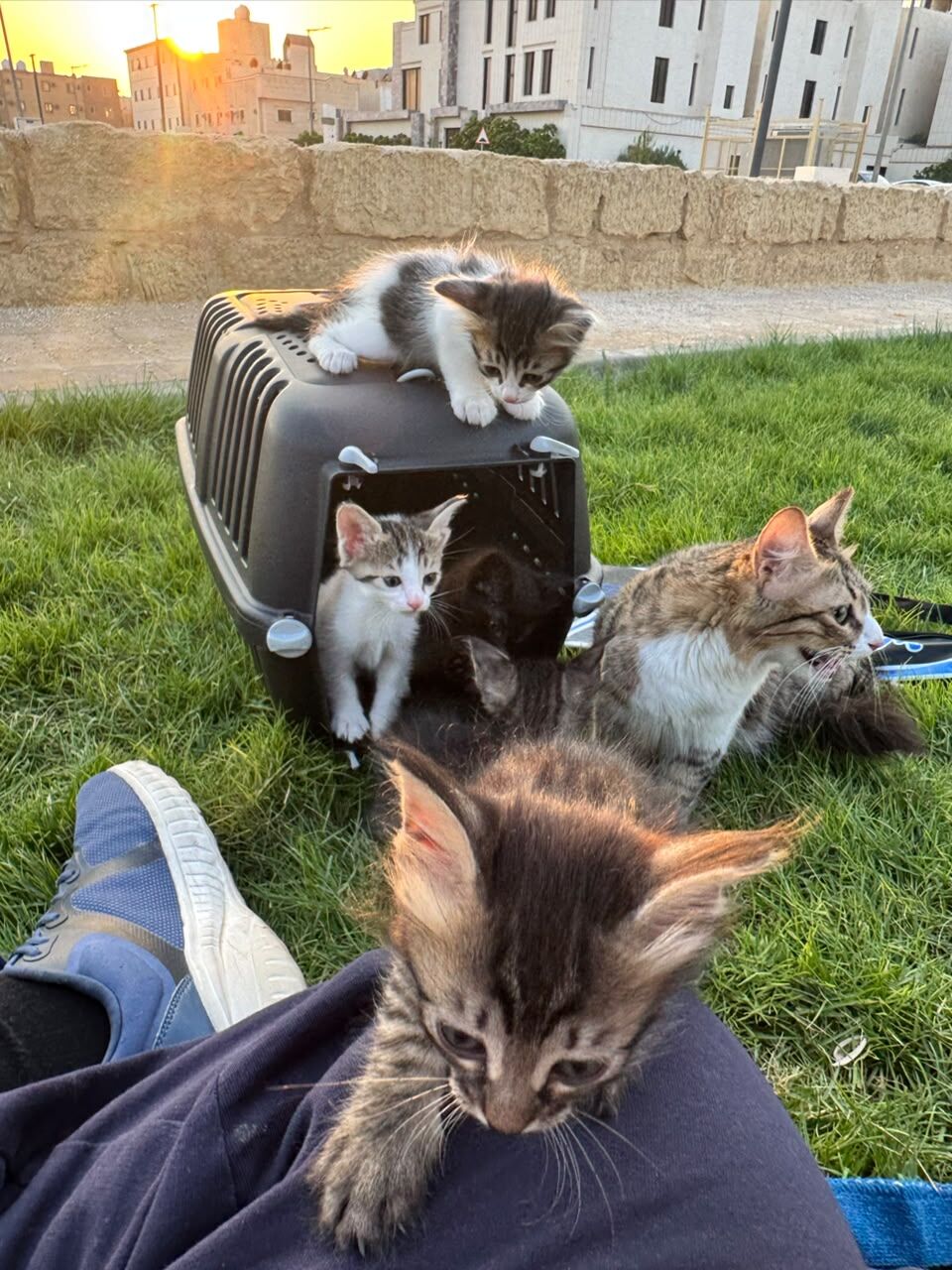 Riyadh, Pet Adoption, I Have 5 Kittens Cat For Adoption - All 5 Male Cute Kitten
