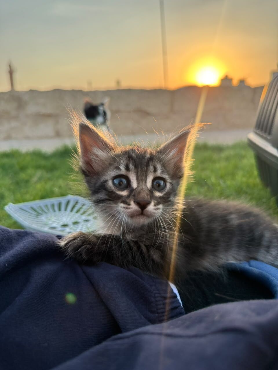 Riyadh, Pet Adoption, I Have 5 Kittens Cat For Adoption - All 5 Male Cute Kitten