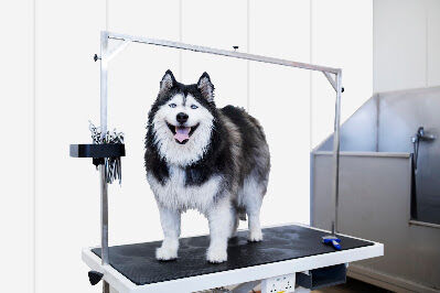 New York, Real Estate, Upgrade Your Dog Kennel With Lightweight And Abrasion-Resistant Vinyl Panels