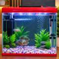 SAR 250,  BIG AQUARIUM For  SALE