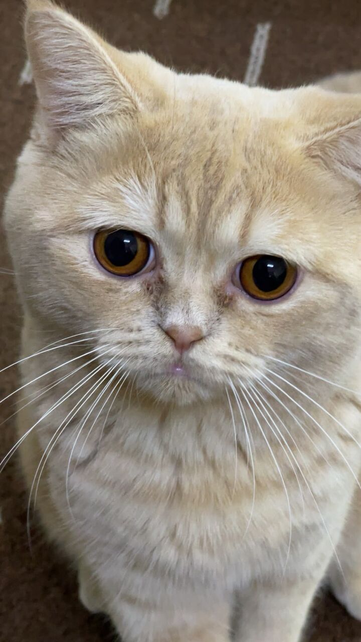 Jubail, Pet Supplies, Free Cat For Adoption In Jubail. Free Of Cost