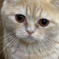 Free Cat For Adoption In Jubail. Free Of Cost