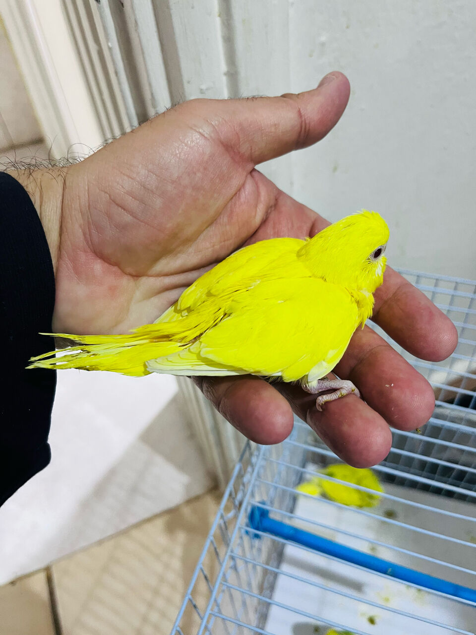 Olaya, Pet Supplies, SAR 60,  Budgie Chicks