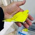SAR 60,  Budgie Chicks