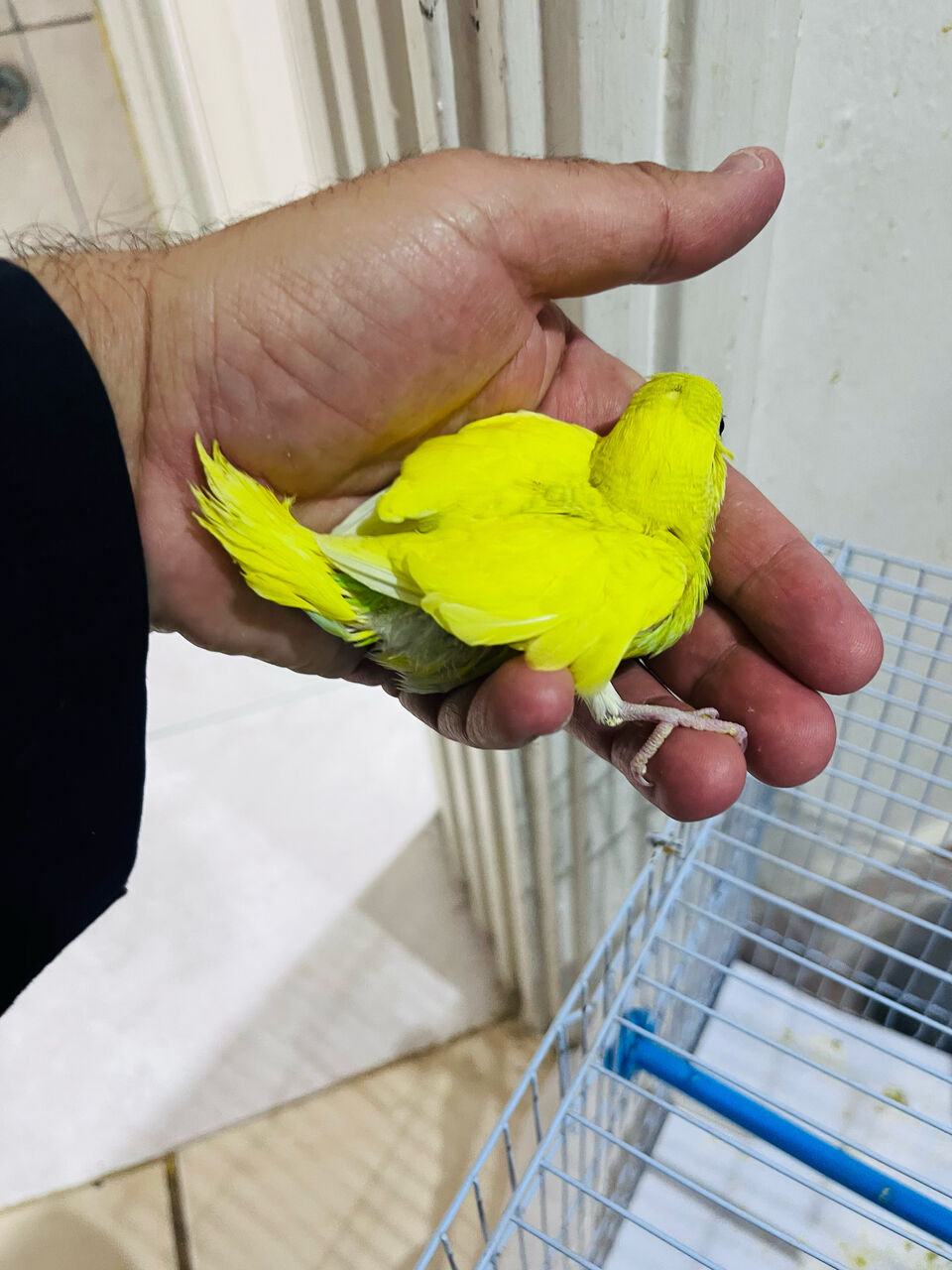 Olaya, Pet Supplies, SAR 60,  Budgie Chicks