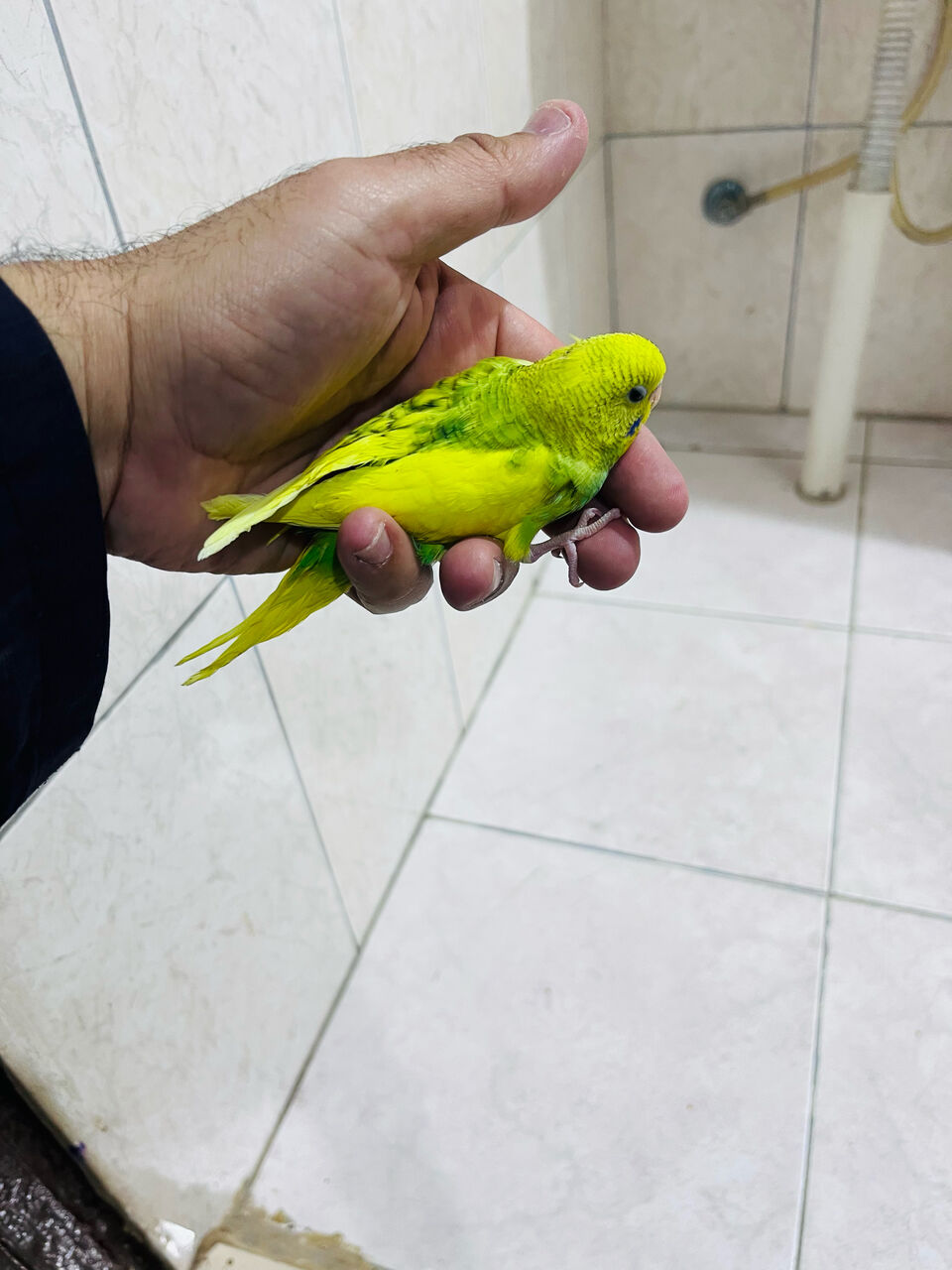 Olaya, Pet Supplies, SAR 60,  Budgie Chicks