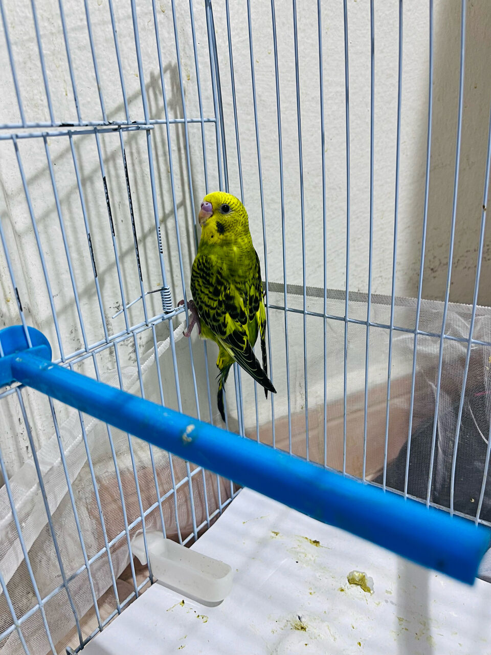 Olaya, Pet Supplies, SAR 60,  Budgie Chicks