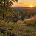 Food Plot Planting Services For Deer | The Habitat Guys