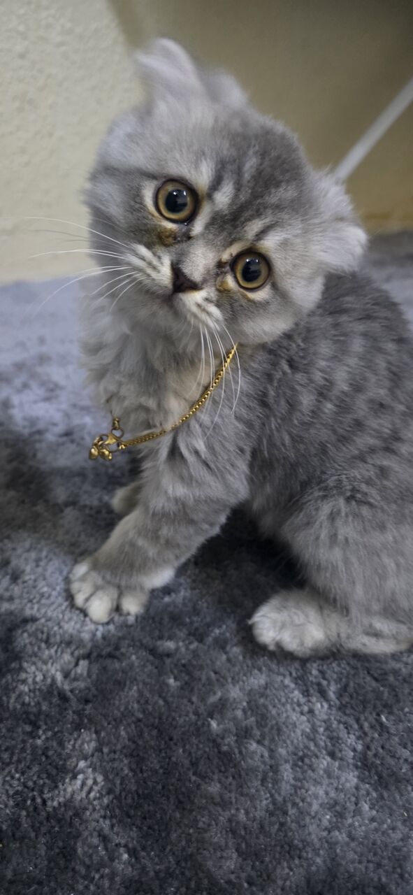 Jubail, Pet Supplies, SAR 180,  Persian Scotch Mix 4 Months Female