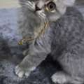 SAR 180,  Persian Scotch Mix 4 Months Female