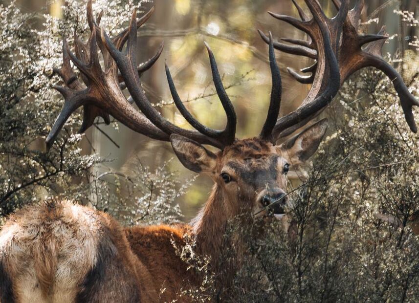 New York, Travel, Discover Red Stag Trophy Hunting In New Zealand| Poronui
