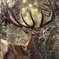 Discover Red Stag Trophy Hunting In New Zealand| Poronui