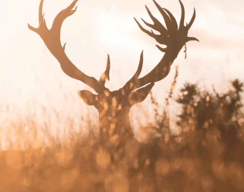 New York, Travel, Plan Your New Zealand Hunting Trip | Poronui Packages