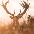 Plan Your New Zealand Hunting Trip | Poronui Packages