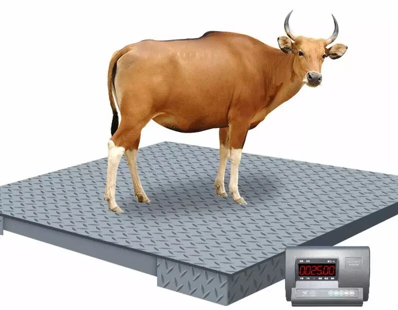 Kampala, Electronics, UGX 6000000,  Wholesale Digital Warehouse Scales