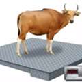 UGX 6000000,  Wholesale Digital Warehouse Scales