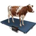 UGX 5000000,  Digital Durable Sheep Scales Uganda