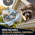 Need Reliable Wildlife Animal Control? Protect Your Home Today!