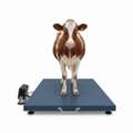 UGX 5000000,  Digital Livestock Weighing Technology Uganda
