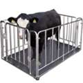 UGX 5000000,  Digital Durable Goat Scales Uganda