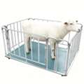 UGX 5000000,  Goat Weighing Machine Uganda