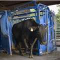 UGX 5000000,  Digital Sheep Weight Measurement Uganda