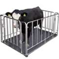 UGX 5000000,  Looking For Goat Scales Near You?