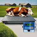 UGX 5000000,  Looking For Pig Sorter Scale Calibration Near You?