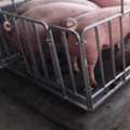 UGX 5000000,  Looking For Trusted Farm Scale Dealers Near You?