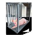 UGX 5000000,  Accurate Digital Swine Scales Uganda