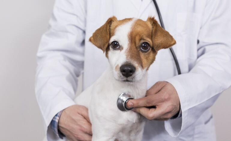 New York, Health, Emergency Vet Near Me? Get Trusted Care For Your Pet!