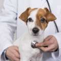 Emergency Vet Near Me? Get Trusted Care For Your Pet!