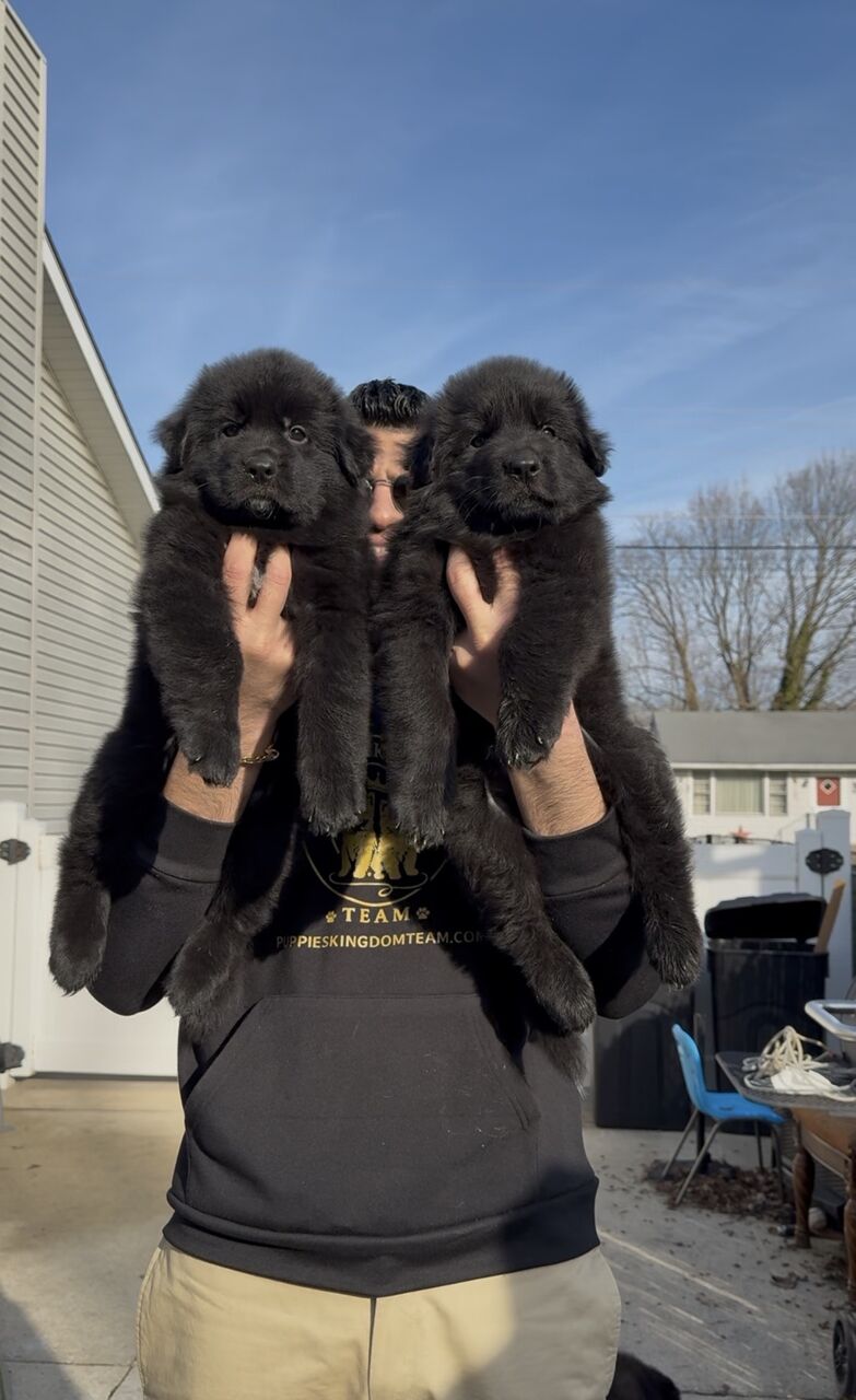 New York, Pet Supplies, Find Black German Shepherd Puppies For Your Family