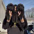 Find Black German Shepherd Puppies For Your Family