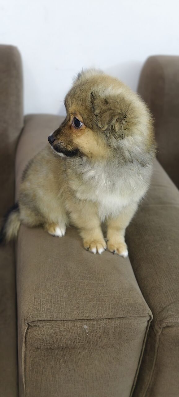 Al Aziziyah, Pet Supplies, SAR 1500,  Spitz Breed 4 Months Old Dog Puppy For Sale