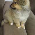 SAR 1500,  Spitz Breed 4 Months Old Dog Puppy For Sale