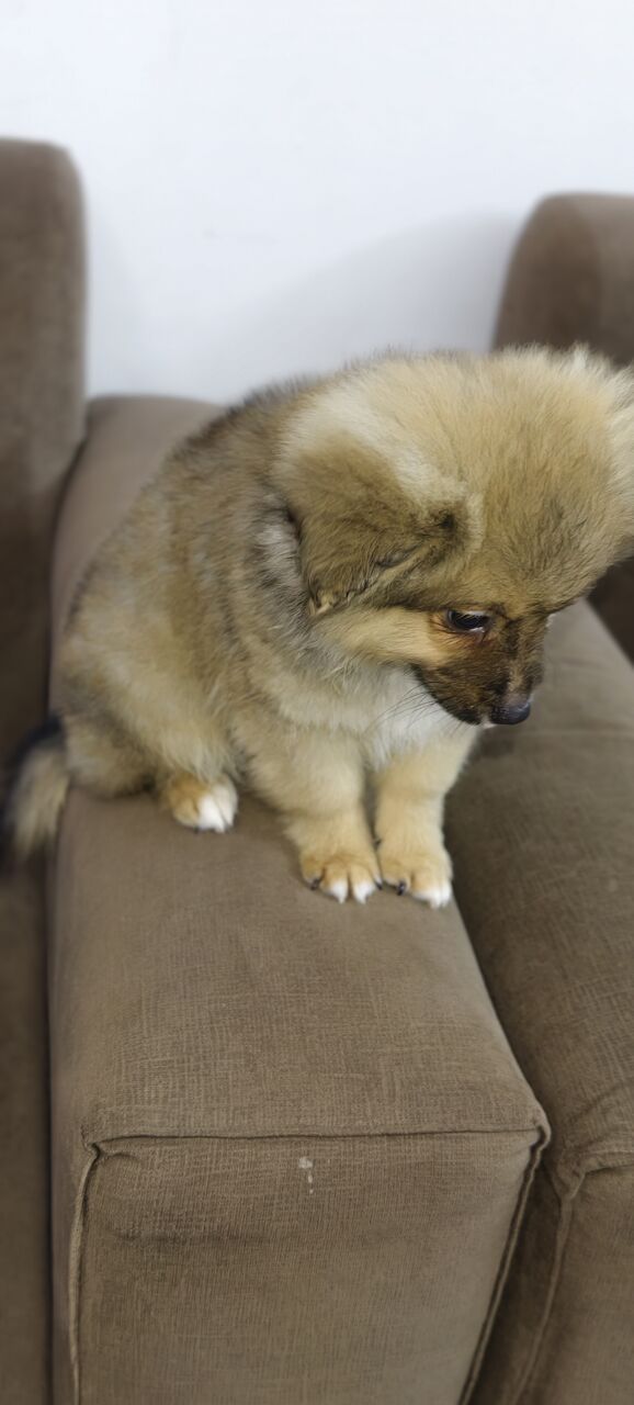 Al Aziziyah, Pet Supplies, SAR 1500,  Spitz Breed 4 Months Old Dog Puppy For Sale