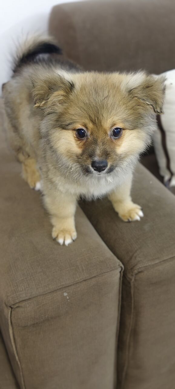 Al Aziziyah, Pet Supplies, SAR 1500,  Spitz Breed 4 Months Old Dog Puppy For Sale