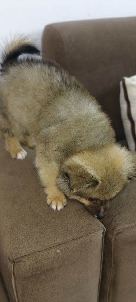 Al Aziziyah, Pet Supplies, SAR 1500,  Spitz Breed 4 Months Old Dog Puppy For Sale