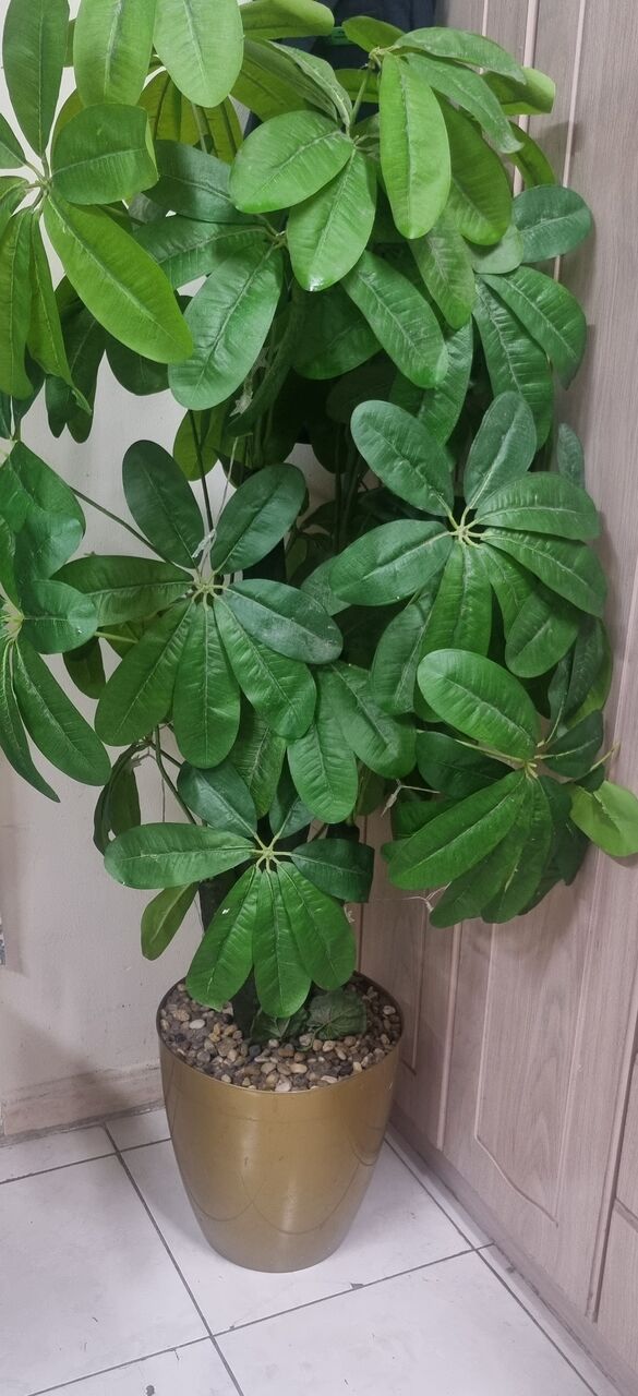 Khobar, Household Items, SAR 99,  ARTIFICIAL PLANT IN GOOD CONDITION FOR SALE