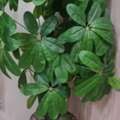 SAR 99,  ARTIFICIAL PLANT IN GOOD CONDITION FOR SALE
