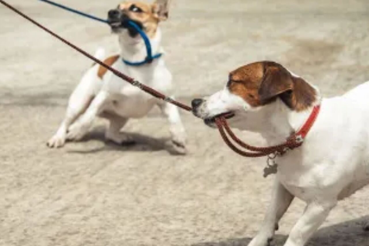 New York, Pet Supplies, USD 10000,  Sacramento Dog Trainer