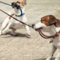USD 10000,  Sacramento Dog Trainer